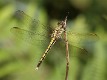 J19_3527 Orthetrum caledonicum female